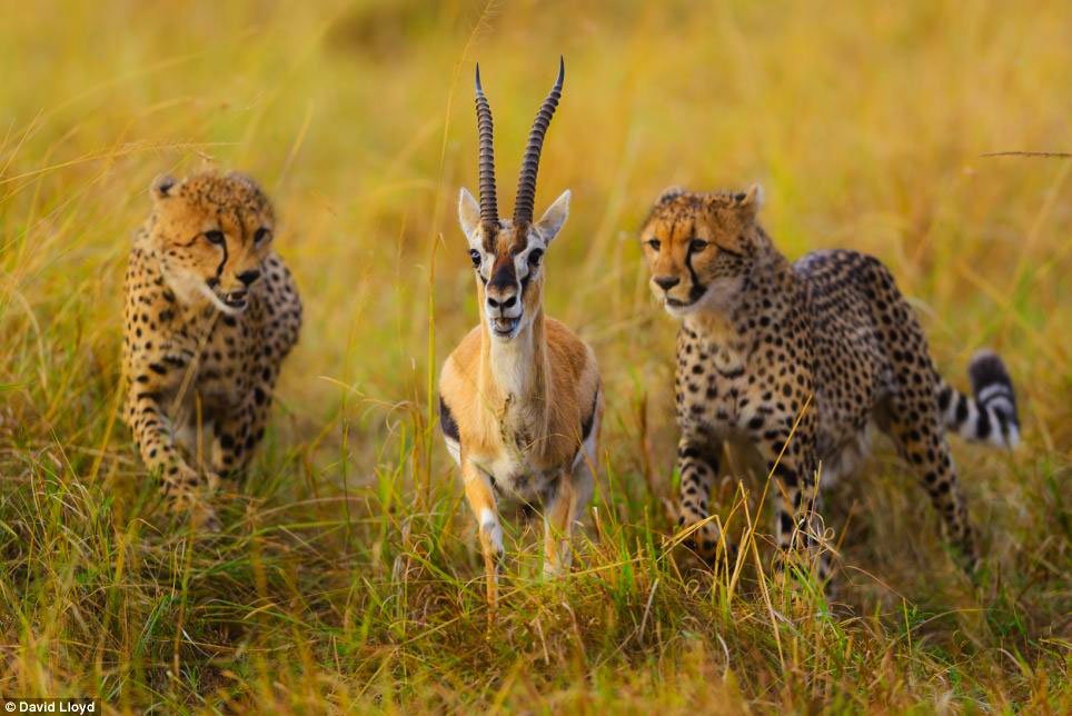metumilibrary's tweet photo. Seconds away from death.  Incredible shot though by David Lloyd.
 
#TembeaKenya #Maasaimara https://t.co/hW181mZySF