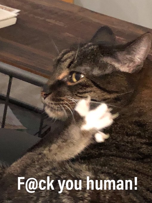 I think my cat just told me to fuck off? https://t.co/4ZwDlAkBBi<a href="/tag/monsoon"class="tags"><span>#monsoon</span></a><a href="/tag/wifecrazy"class="tags"><span>#wifecrazy</span></a>