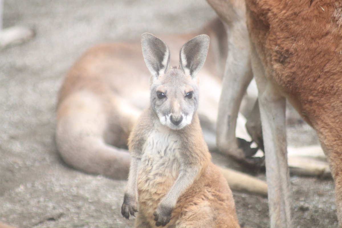 盛岡市動物公園 Zoomo A Twitter アカカンガルーのオスの赤ちゃんが お母さんの袋から出るようになりました 色々なものに興味があって お母さんから離れて探検に出かけ 心細くなるとお母さんのところに戻り ちょっとするとまた探検に出かけ を繰り返してい