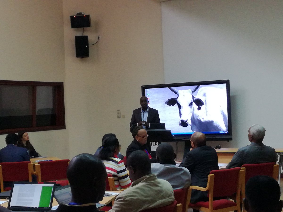 Masresha Taye - Gayo tweet media