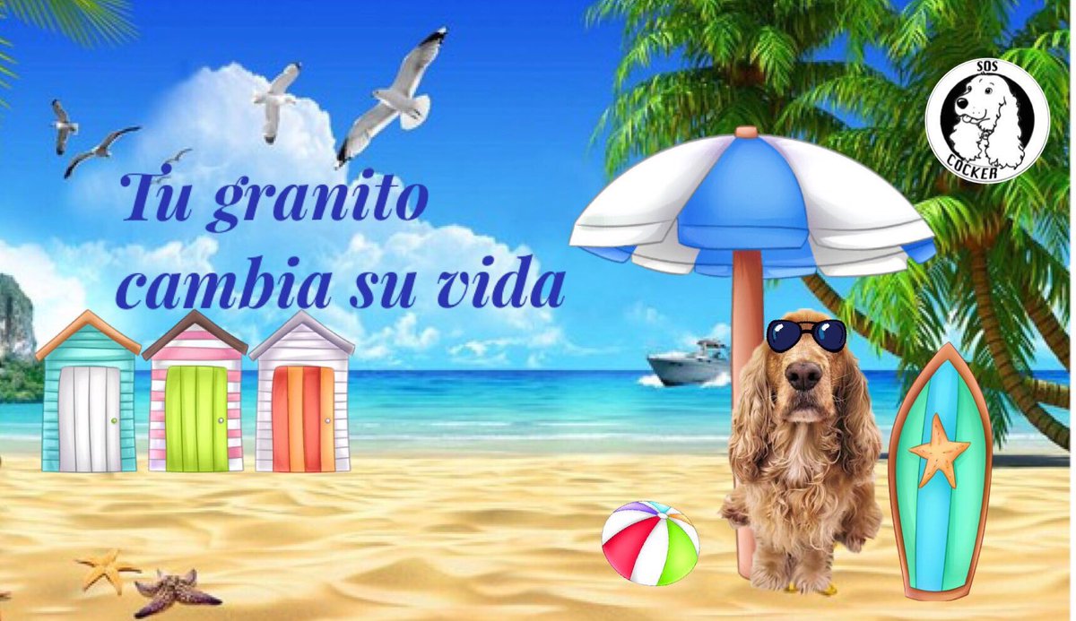 Soscocker's tweet photo. #AdoptaNoCompres #Difunde #difusion #AdoptarTeCambiaLaVida #Soscocker #AdoptaConElCorazón #AdoptADog #Difunde #apadrina #padrinos #dogsoftwitter #Cockers #AdoptaCockers #NoCompresAdopta #UnCockerEnTuVida
#LosAmigosNoSeCompran #SalvandoVidas https://t.co/UtB75yAo4b