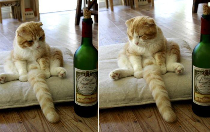 ������� ���������, ���������� �������� ���� ������� ����� �������