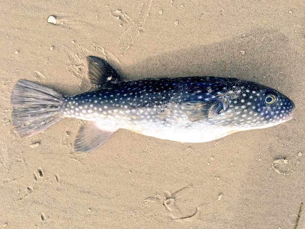 JamieElasmogirl's tweet photo. Found this beautiful Starry Toadfish, Arothron firmamentum we found on the beach which are not often found here in SA #vagrantspecies #fishesofaustralia ππππππ https://t.co/BMZISfl1pq