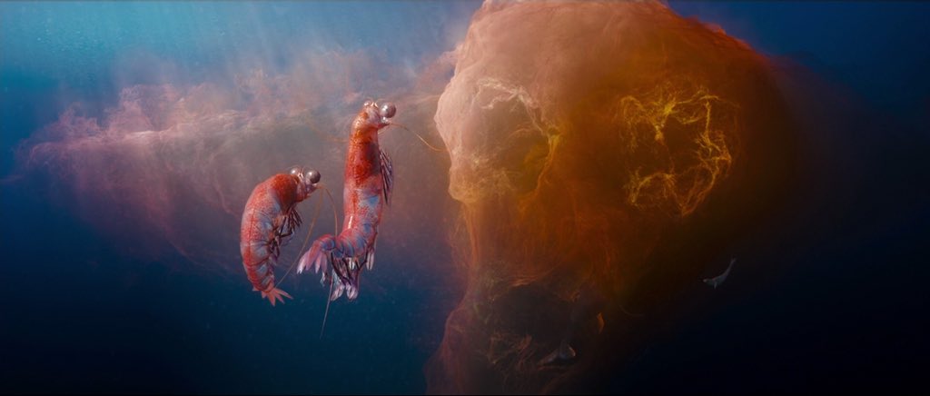 REALLY GREAT news from last night! People all over the world asked krill companies to stop fishing in areas that need protection, and support Antarctic Ocean Sanctuaries. A few months later, nearly all of them have agreed! You have made it happen, thanks for your support