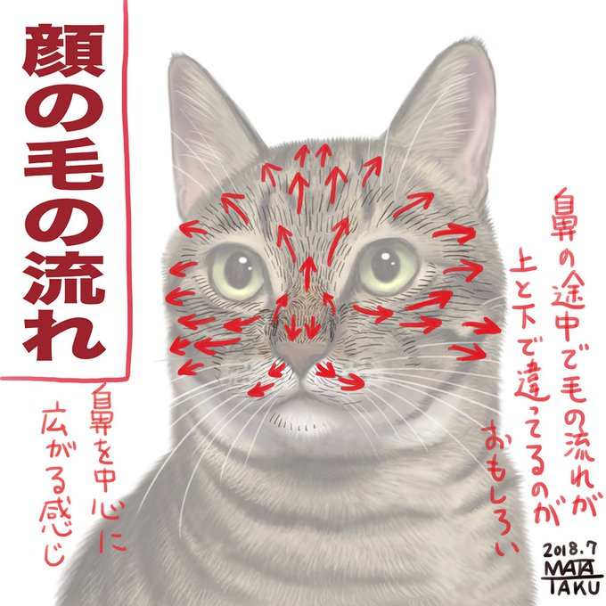 最高のマインクラフト ラブリー猫 鼻 模様 変わる