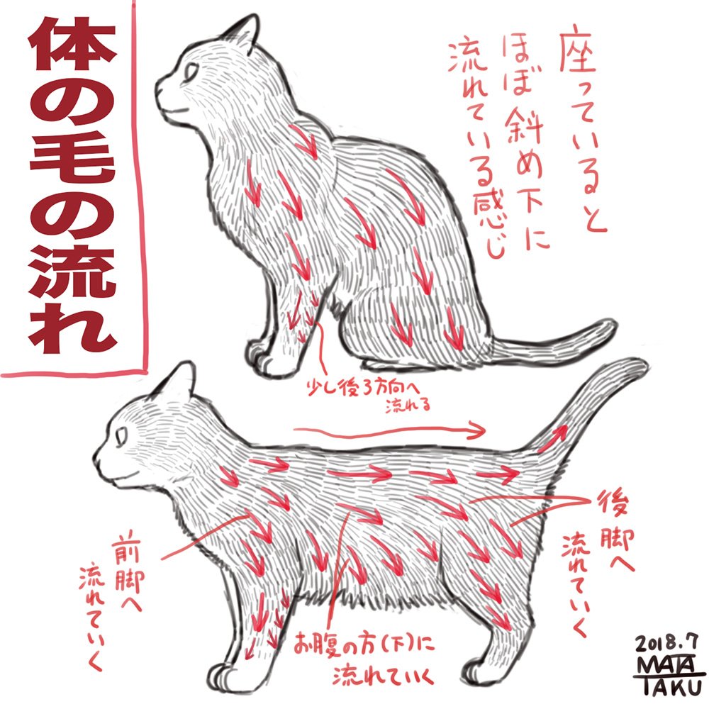 猫さんの毛の流れを図解したイラストのもふもふっぷりがすごいし参考になる 鼻のところが猫のつむじ Togetter