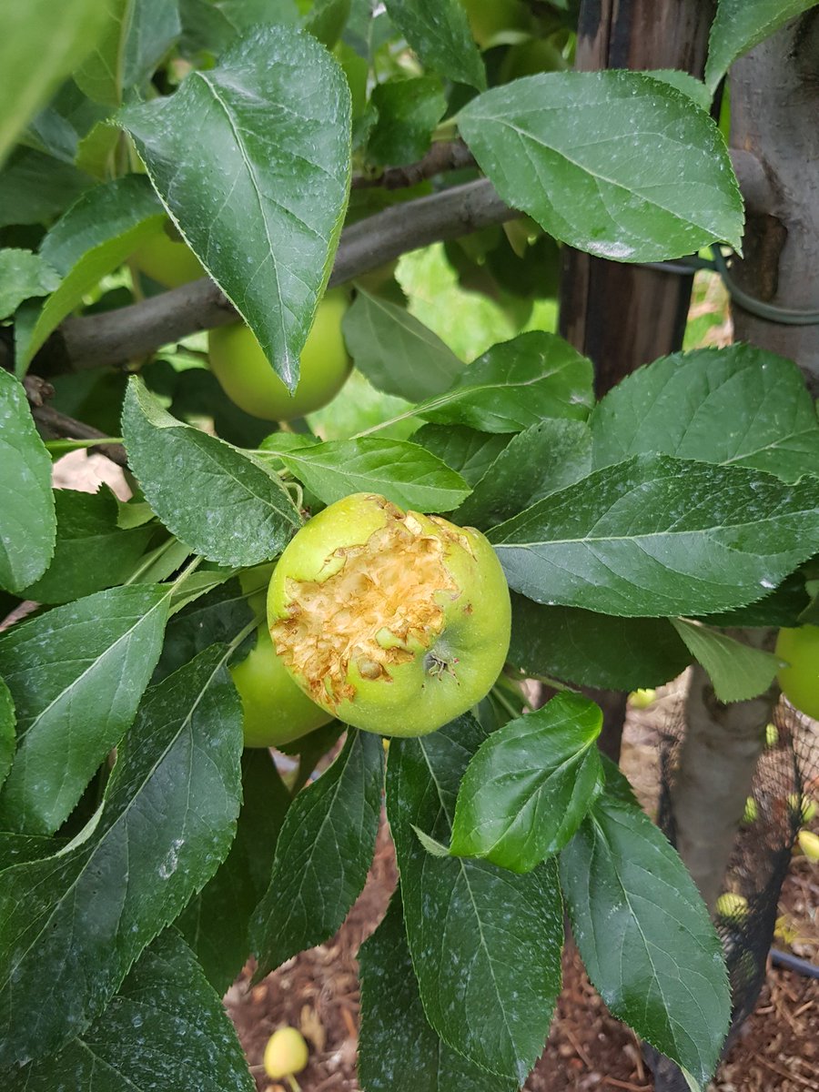 JohnKusters's tweet photo. Als vogels dorst hebben zoeken ze vocht. Indien niet beschikbaar uit regen gaan ze op zoek naar iets anders. #appels en #peren bijvoorbeeld. Dit veroorzaakt veel #schade aan de gewassen. @NFOfruit https://t.co/lpv0ItrATf