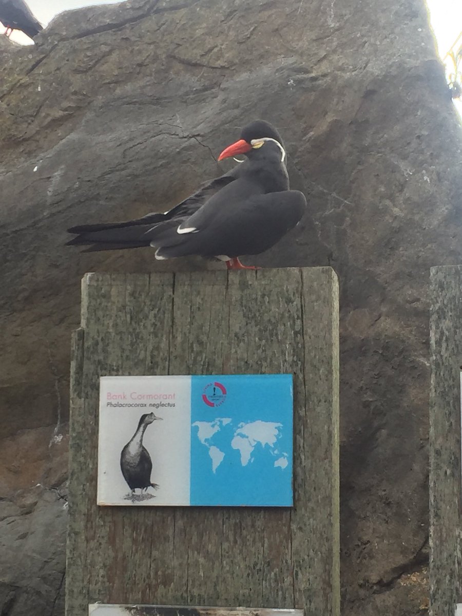 Great evening @LivingCoasts for #BIAZARC2018 Inca terns, tufted puffins and macaroni penguins! @ScienceatCZ