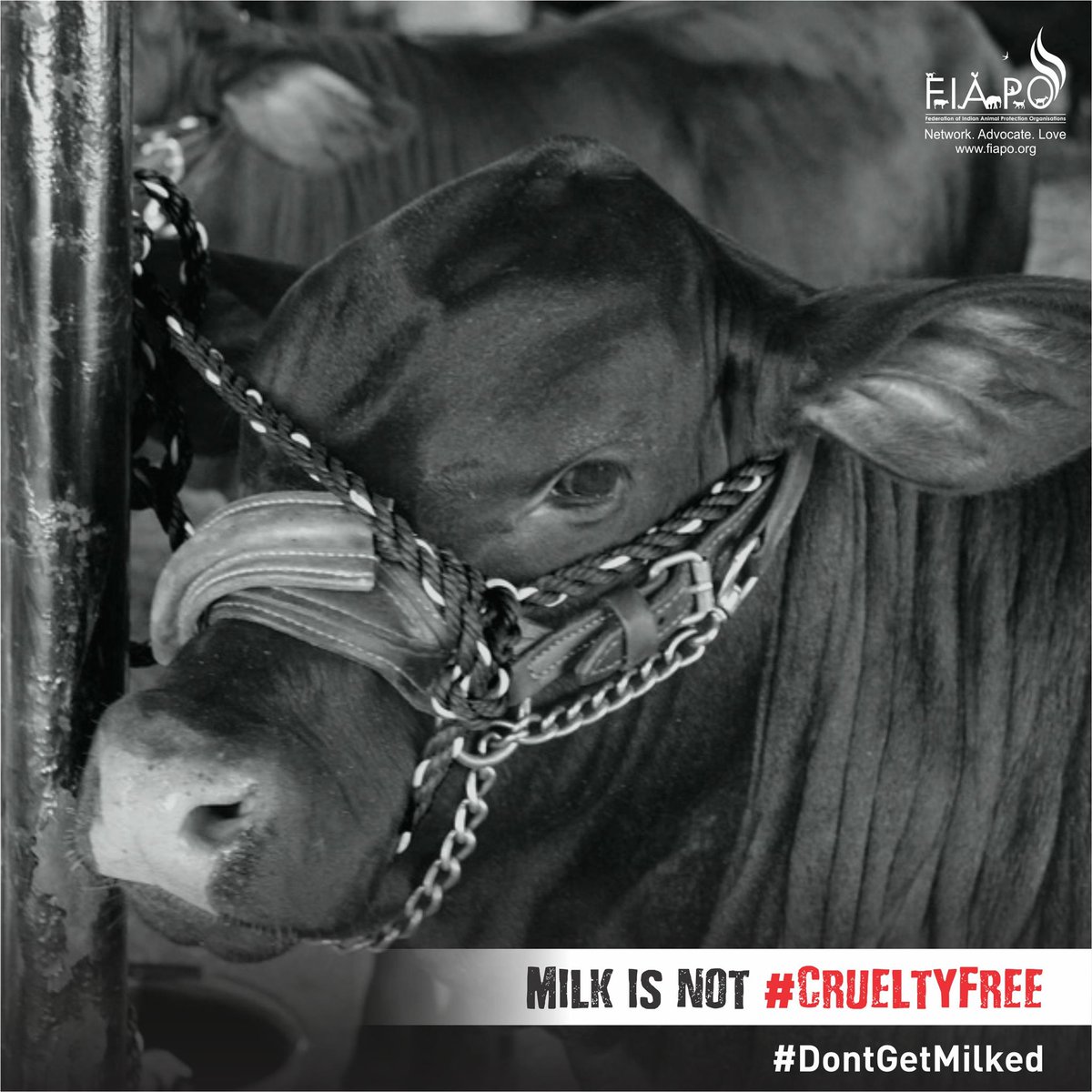 FIAPOIndia's tweet photo. Animals in the dairy industry pay with their lives for that one glass of milk. The reality of the dairy industry is far from what they portray. Milk is not #CrueltyFree. Adopt a vegan lifestyle today. Promise compassion for these gentle beings-  https://t.co/08oDI6c5jD https://t.co/yLVsx7CURi