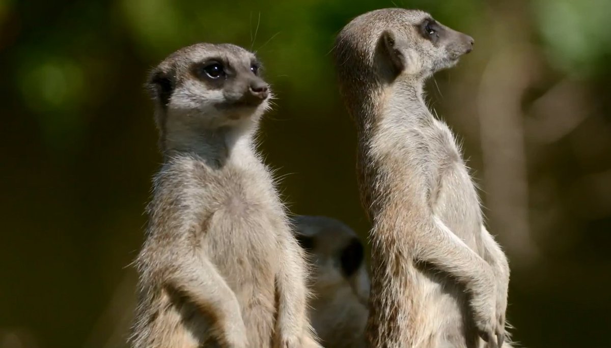 Ze zijn terug op tv! De mini-dierenfilmpjes van <a href="/burgerszoo/">Burgers' Zoo</a> ad.nl/show/elke-dag-…