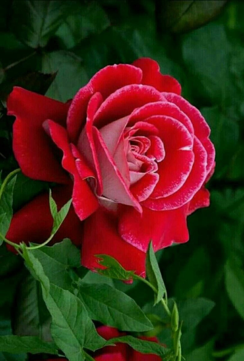 starcrystal777's tweet photo. #ω❍ω_____●●●☆
☆●●●#ทïςε___℘ïς° @Authenticblkwid #ω❍ω_____●●●☆
☆●●●#ทïςε___℘ïς° @CrystaL777BLue7 #ω❍ω_____●●●☆
☆●●●#ทïςε___℘ïς° @starcrystal777 #ω❍ω_____●●●☆
☆●●●#ทïςε___℘ïς° #crystaltv 📺 https://t.co/Rm61uytAKW