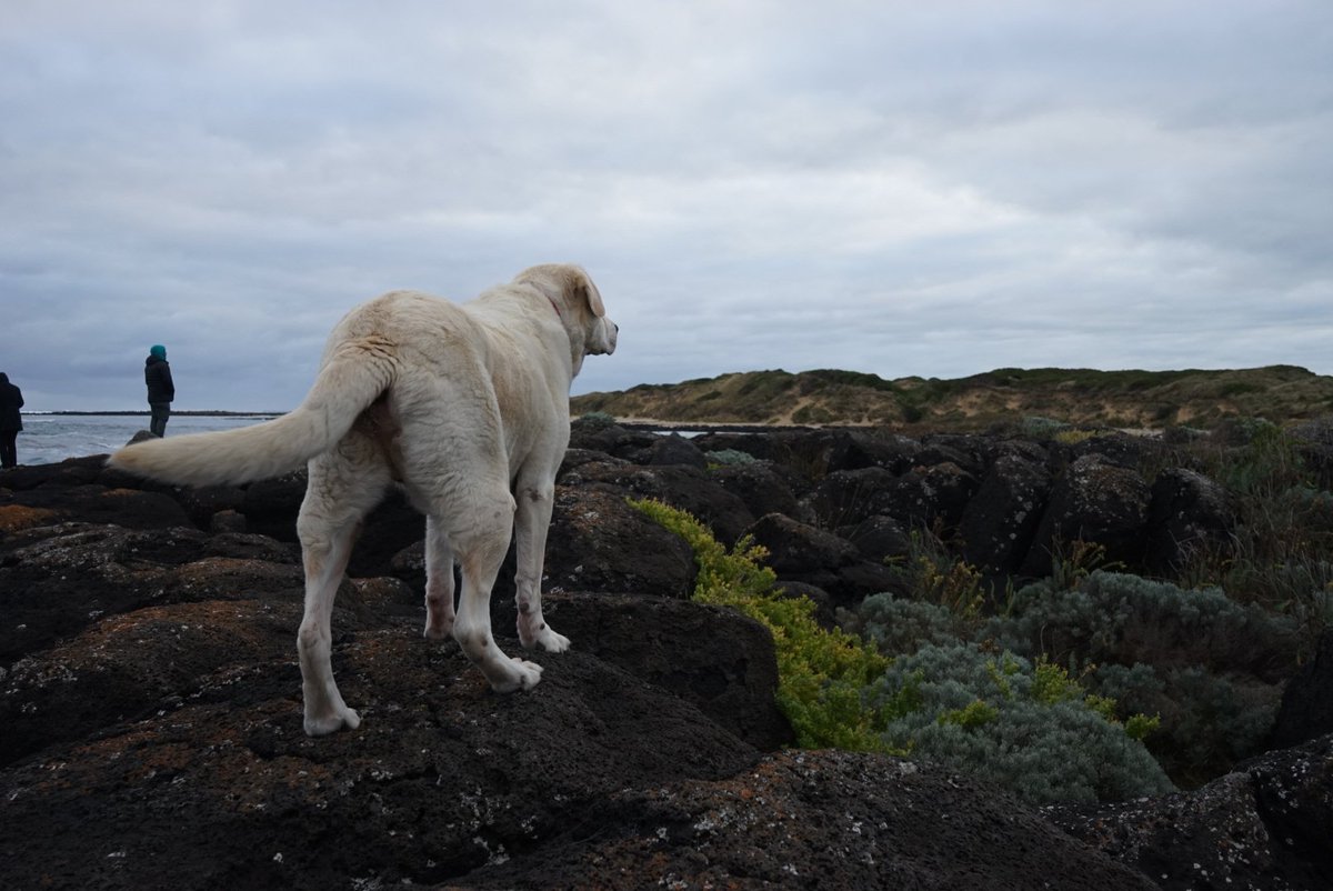 Rachel Simmonds tweet media