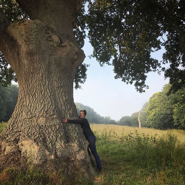 What a magnificent tree. The almighty Oak standing tall and so majestic. #aliceblogg #treehugger #oak #englishoak