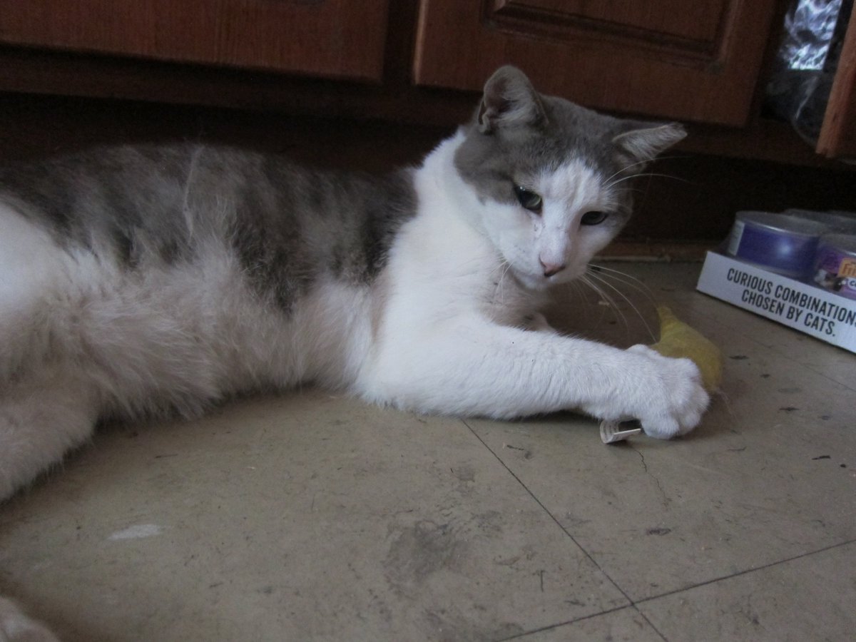 EBlumberg11's tweet photo. @alleycatallies #LittleThirstyCat #FeralTuesday Little Thirsty likes to come in the kitchen for a morning Yeowww banana and some leg rubs  #FelinesofBrooklyn #AdoptDontShop https://t.co/XcZ00Bxigl