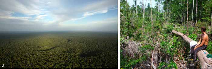 PhD project offer IMPRS-gBGC @maxplanckpress Role of windthrow in #biomass dynamics & structure Central Amazon forests < Amazon Tall Tower Observatory> Requires a MSc in Forestry, Biology, Geography, Ecology or Environmental Sciences. Deadline 11/9/2018 imprs-gbgc.de/applications/i…