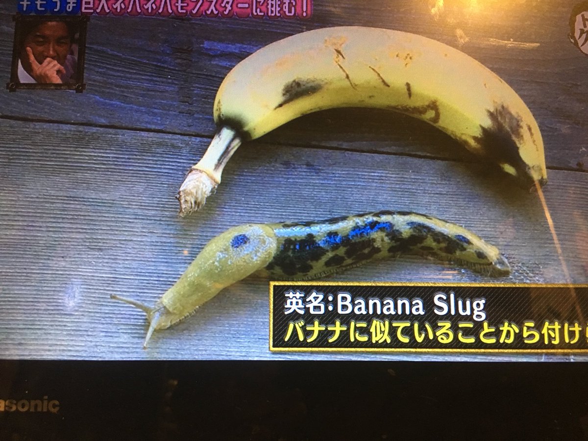 バナナナメクジ バナナナメクジ