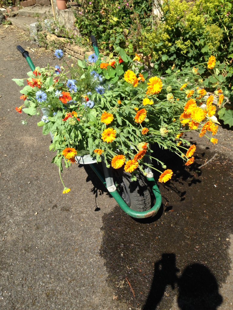 FOPlanthillpark's tweet photo. Having been let down by #Inbloom or whoever???? We had to do what we could with what we had. So many thanks to mirfield rd community garden for the water and compost. Also thanks to french barn lane allotments for all my flowers 💚 @MCCHBlackley https://t.co/JIoT00LXH8