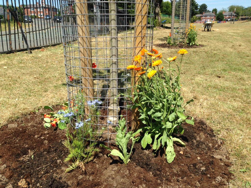 FOPlanthillpark's tweet photo. Having been let down by #Inbloom or whoever???? We had to do what we could with what we had. So many thanks to mirfield rd community garden for the water and compost. Also thanks to french barn lane allotments for all my flowers 💚 @MCCHBlackley https://t.co/JIoT00LXH8