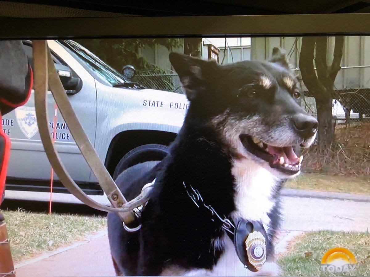 RIStatePolice's tweet photo. RI State Police K9 Ruby named one 25 Most Heroic Dogs in America, says story in USA Today: https://t.co/l9Enp09GQy. (Don't forget to vote for Ruby for a national Search and Rescue Hero Dog Award from @AmericanHumane. Link: https://t.co/aEcjzGkgY9) Voting closes tomorrow (7/11) https://t.co/PmwIrKpdKz