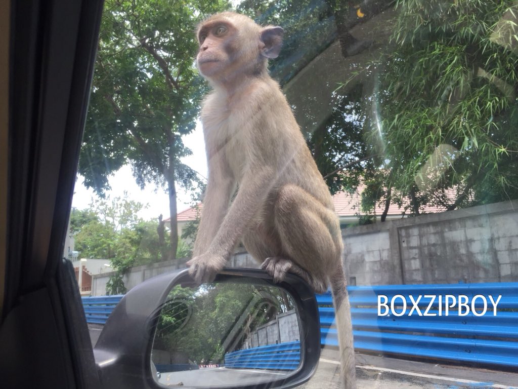 Boysetup's tweet image. เตรียมพร้อมครับ #ทีมลิงspeed วันนี้ที่บางแสน 

#สนามสามมุข
#บางแสนRacing
#BangsaenGrandPrix2018