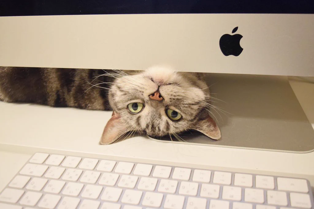 猫の手も借りたい？ただし実際に猫の手を差し出されると作業効率が落ちまくるｗｗｗ