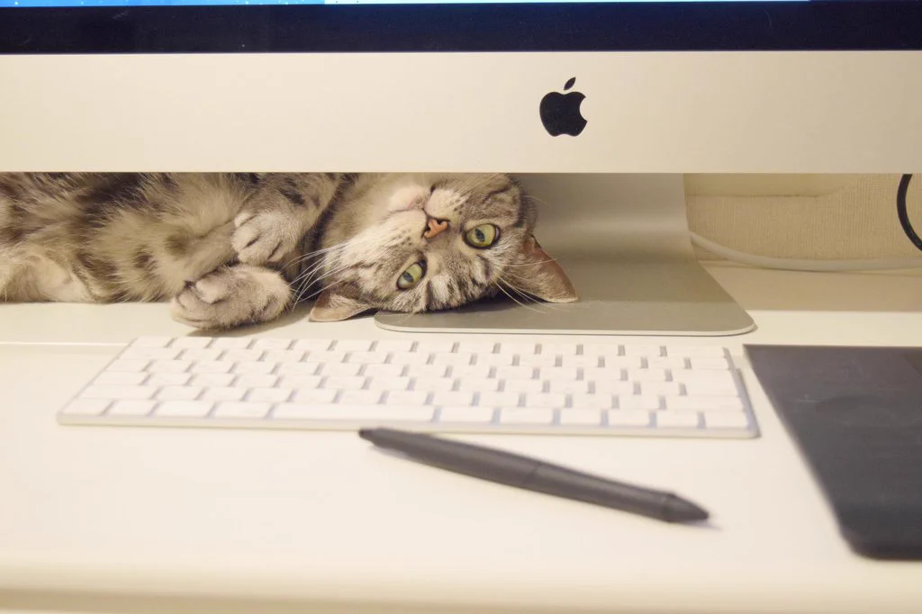 猫の手も借りたい？ただし実際に猫の手を差し出されると作業効率が落ちまくるｗｗｗ