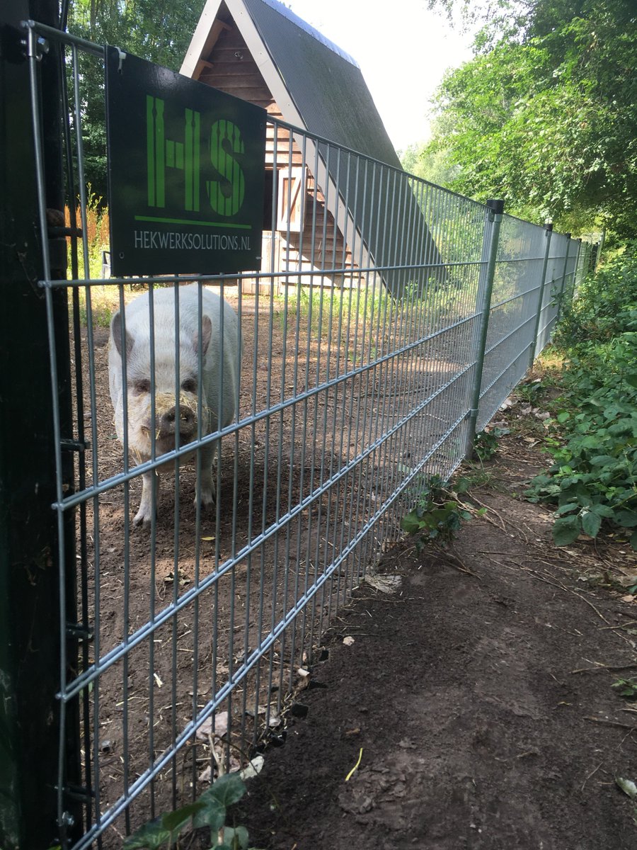 HekwerkSolution's tweet photo. Het varkentje is gewassen! Het hekwerk is vervangen zodat onze vandaal niet kan ontsnappen! #ontzorgen #meedenken #oplossingen https://t.co/ILneNGQ0Ps