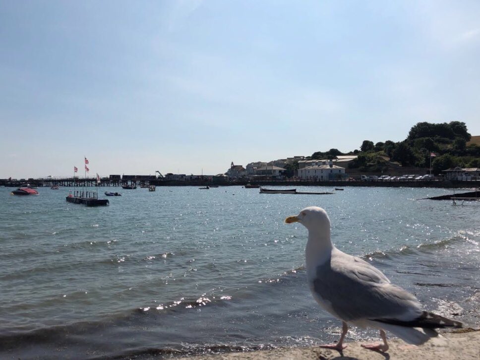 HarrowHouseUK's tweet image. A beautiful morning crabbing in Swanage with our young learners ☀️ 🦀 💦 ...a record of four crabs caught today! #harrowhouse #swanage #letsgetoutside #younglearners #crabbing
