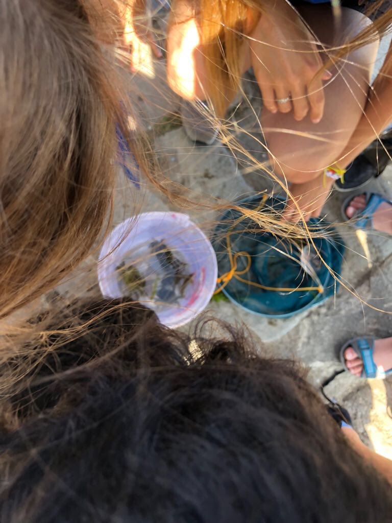 HarrowHouseUK's tweet image. A beautiful morning crabbing in Swanage with our young learners ☀️ 🦀 💦 ...a record of four crabs caught today! #harrowhouse #swanage #letsgetoutside #younglearners #crabbing