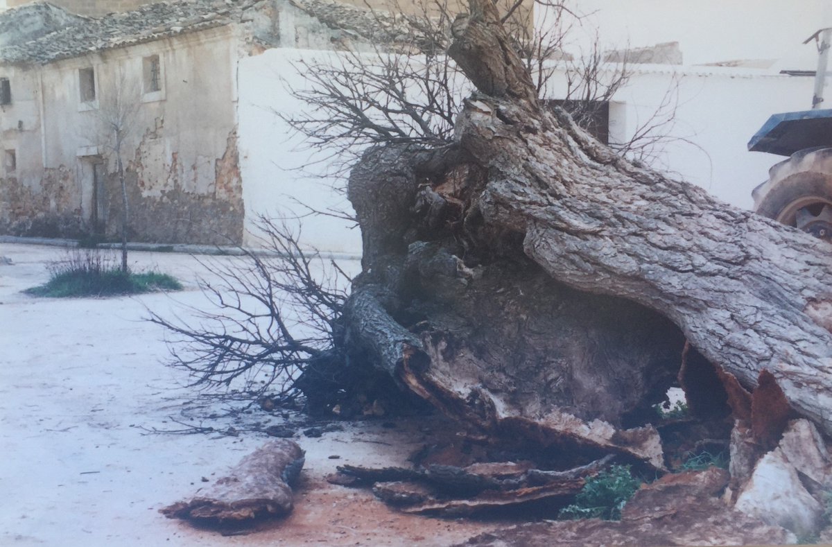 SolissSeguros's tweet photo. 🌳Historias del #ProyectoOlmo: Cuevas de Velasco (Cuenca) recupera un olmo para su plaza, después de ver morir en los años 90 su inmenso ejemplar, presente al menos desde 1752, según nos cuenta D. Antonio Ballesteros, cronista del pueblo con 90 años de edad. ❤ https://t.co/lfe2yYCqFE