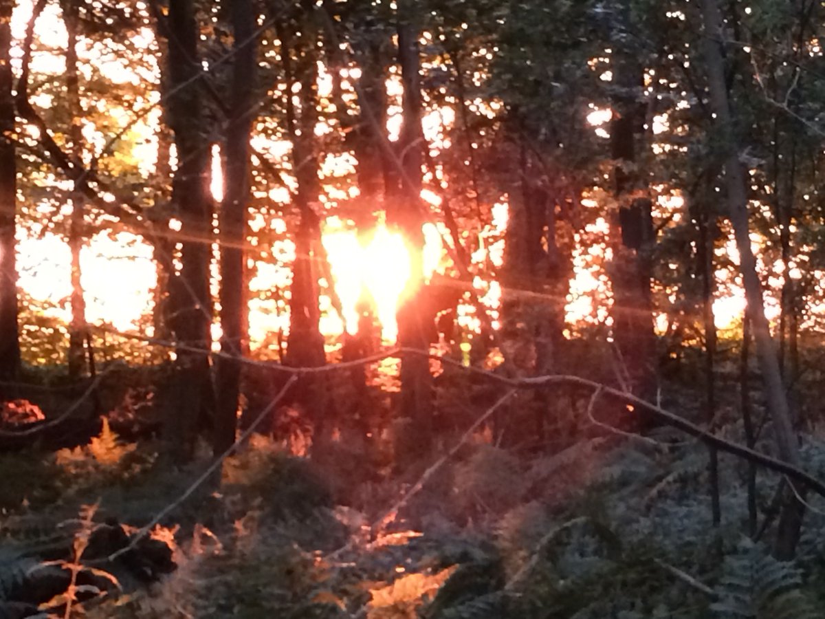 PPGCBath's tweet photo. Did you see the wonderful sunset last night? Great to watch, if a portent of the weather we are 'enjoying' today. @BathEcho
#beautifulBath #bathsunset #priorparkgardencentre https://t.co/ULjSu1h2ua