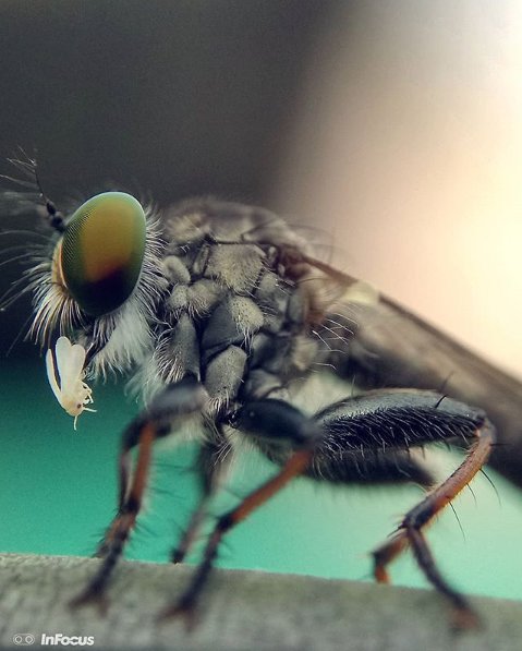 InFocus_IN's tweet image. .@sabeer08 captures a #RobberFly on the hunt on his #InFocusVision3Pro. 
(1/2)