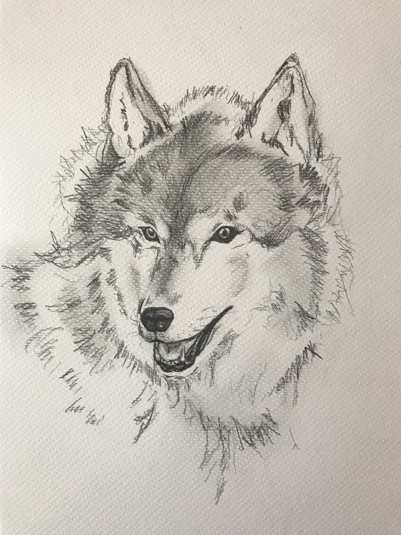 ジャスミン なぜか狼の絵 お絵かき オオカミイラスト 鉛筆画 T Co Mfozjwqk2e Twitter