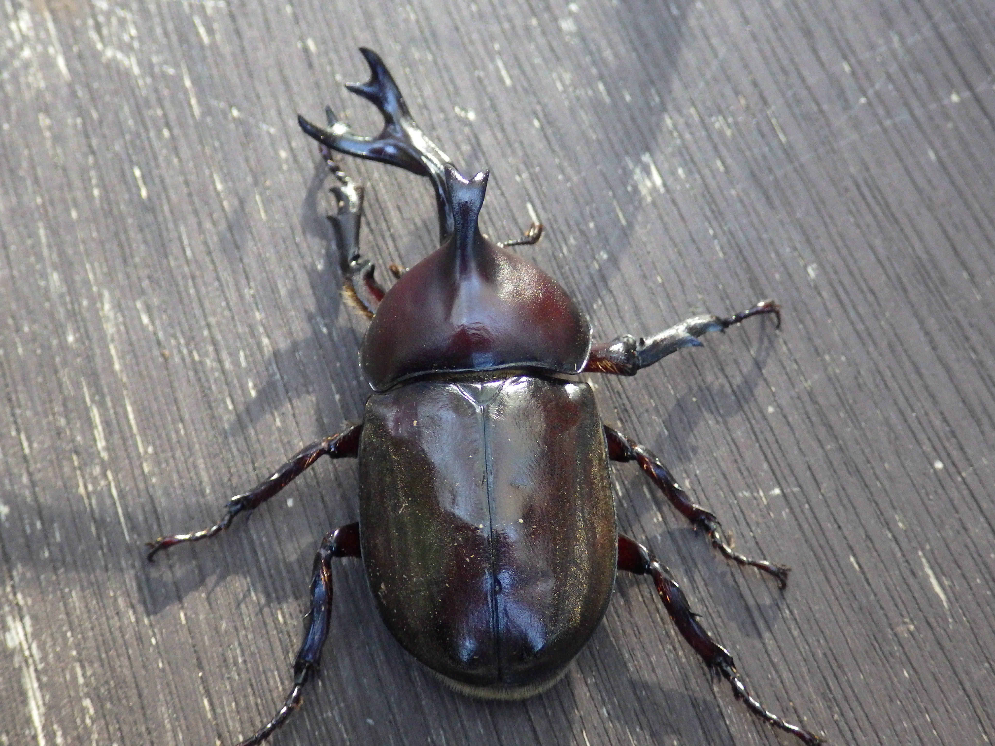 ま 羽化に失敗しちゃったカブトムシ です おそらく蛹室が小さ過ぎたのでしょう でも 元気いっぱいなのでひと安心 羽化不全 T Co Njsrnwqi Twitter