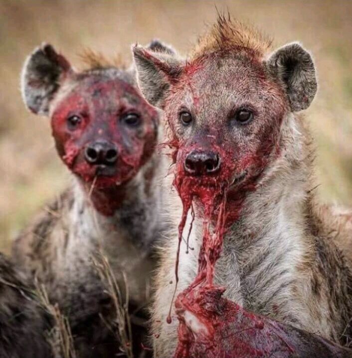 EdmundKudzayi's tweet photo. Zanu PF wondering why people are running away from their rallies. https://t.co/7DBlGG6kmo