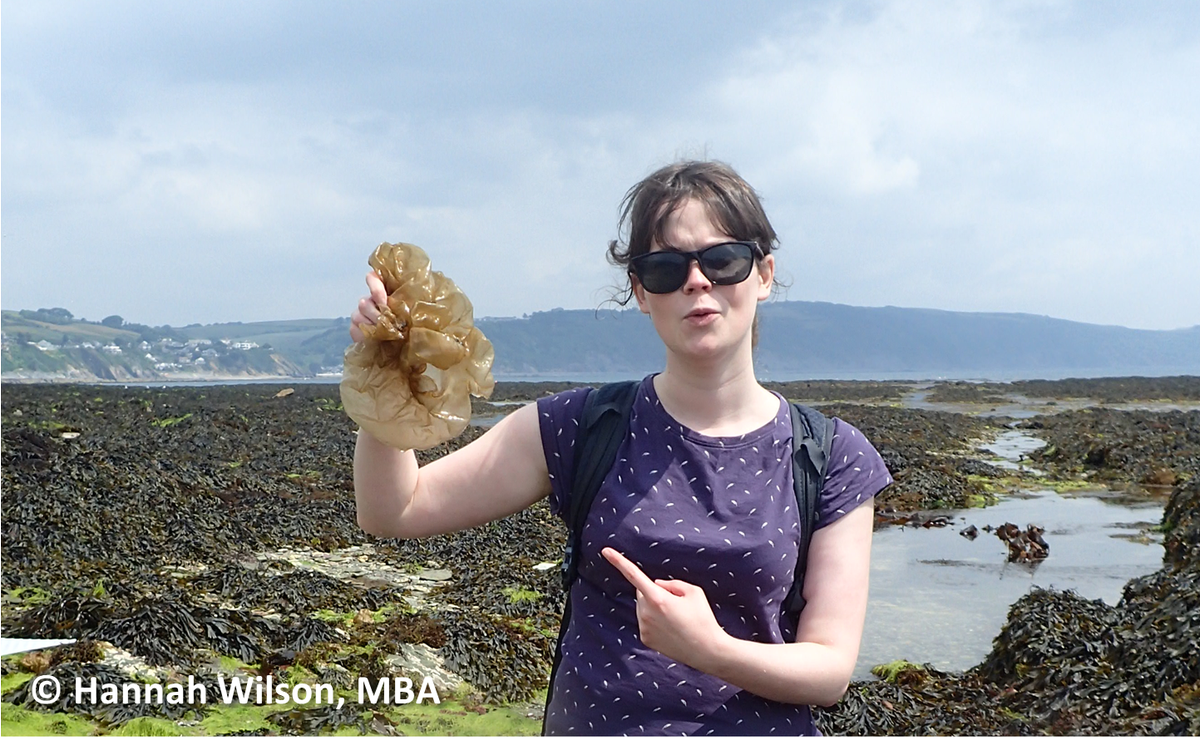 CapturingRCoast's tweet photo. Speaking of football since it is the #Russia2018 #WorldCup final today... this enormous and invasive Oyster Thief (Colpomenia peregrina) normally found growing up to 7 cm was found by #CoCoastSW @kathrynepack during a @CapturingRCoast survey day at Looe... look at the size of it! https://t.co/NhwHTvljAs
