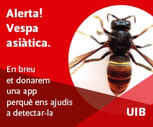 vespapp's tweet photo. 📢📢Has vist una vespa asiàtica?? Avisa'ns i forma part de les tasques de control d'aquesta espècie invasora depredadora d'abelles! 
Però VIUS! no totes les vespes són l'asiàtica: aquí una comparativa! gràcies!!! #STOPVespa #AmuntAbelles https://t.co/0xYVZA78xE