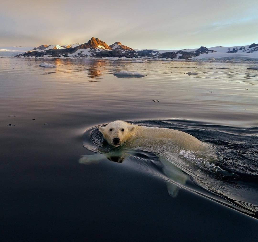 AndreiAndrei63's tweet photo. Polar bear. https://t.co/kWYiJoTJpc