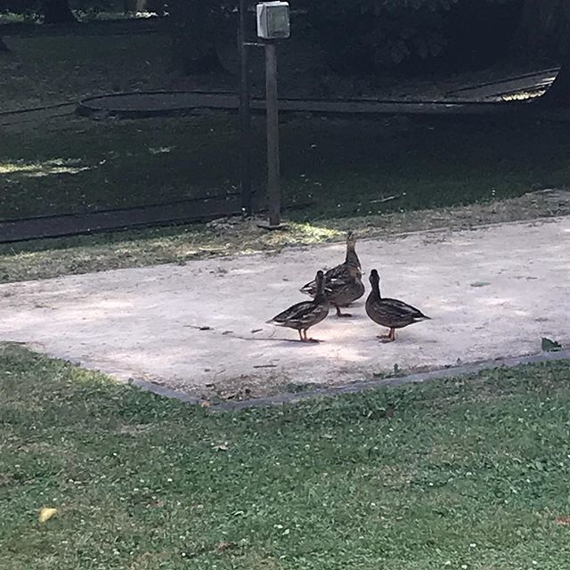 nico2312's tweet photo. #Zanimos les #canards de #Bierville https://t.co/baAxPDjsZZ https://t.co/v0sOfLTRz7