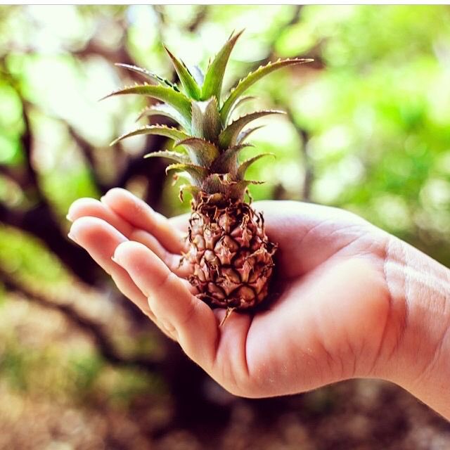 Inst_of_Cute's tweet photo. It's #nationalpinacoladaday so help us decide which one is cuter: the tiny baby pineapple or the adorable etsy store LoveNCreativity? 
.
.
.
.
.
.
#cute #vote #pinapple #drink #cocktail #cards #illustration #etsy #puns #summer https://t.co/PAjx1AzTdh