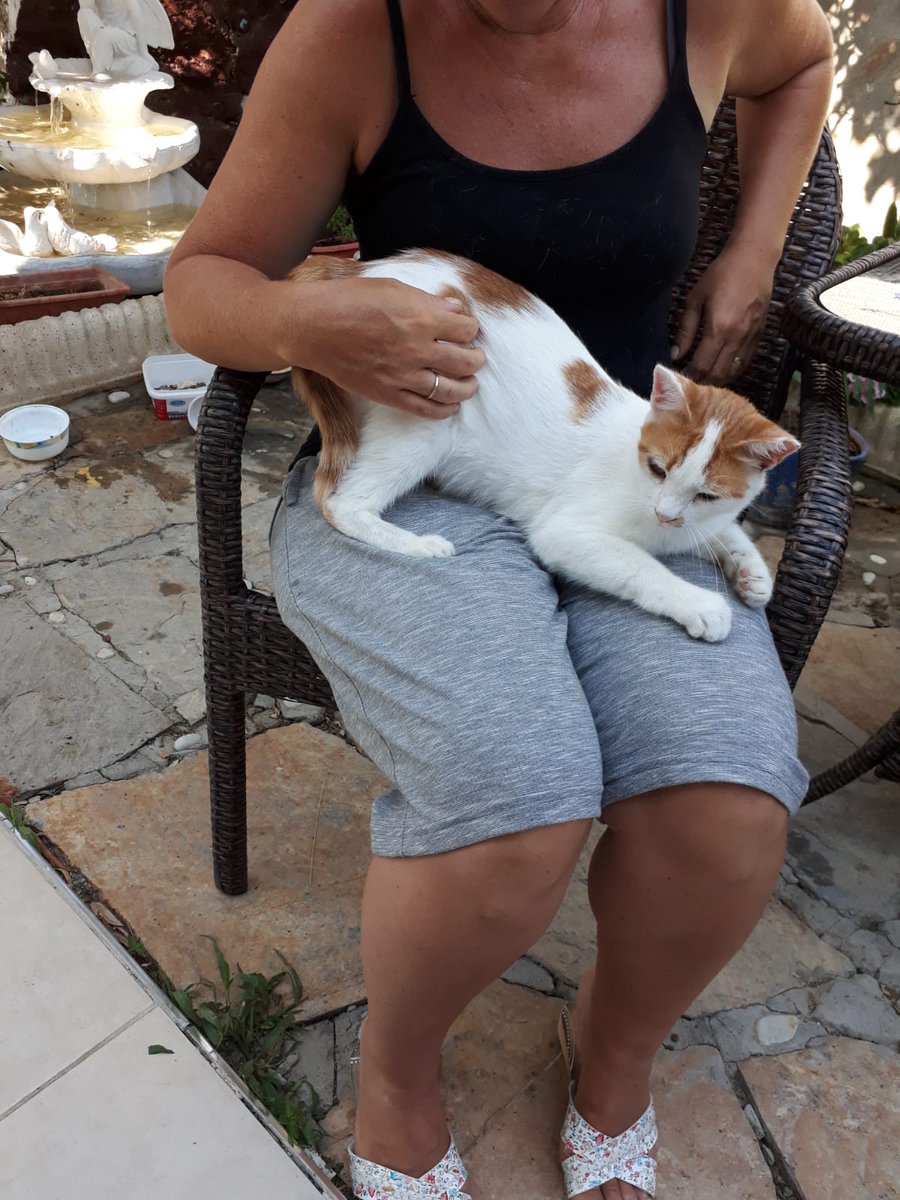 azdeliazakilli's tweet photo. Sahipleri almanyaya gidecekleri için bırakıyorlarmış. Aşıları Tam, kısır,dişi...Tam bir kucak kedisi aşırı uysal ve çok mırmır. Şu an için yazlık bir yerde ve sezon bittiğinde orada yanlız  kalamayacak kadar evcil. mis gibi ev kedisi, 533 662 7751 @eyllozc @Leylaltn @patimbenim https://t.co/qDmnNun1p8