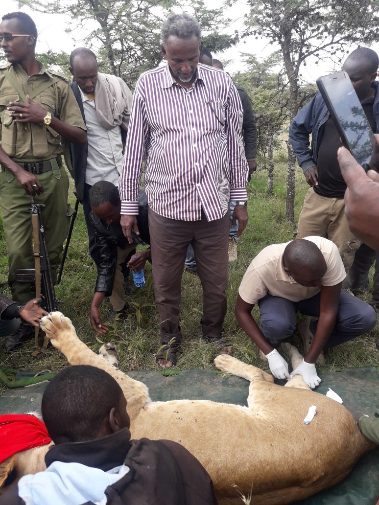 _sachadots's tweet photo. Protecting the community from wildlife menance...KWS team captures a lion at Mutara @KwsMtkenya @pauludoto @Gladys_Kosgei @IdiDilla @sode https://t.co/gbn05UoKtT