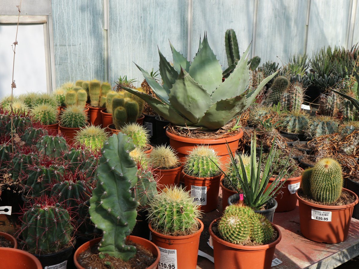 Spiky Plants! Just be a bit careful with them and then enjoy how beautiful they can be... 😉 palmcentre.co.uk/category/arid #spikyplants #arids #Cactus