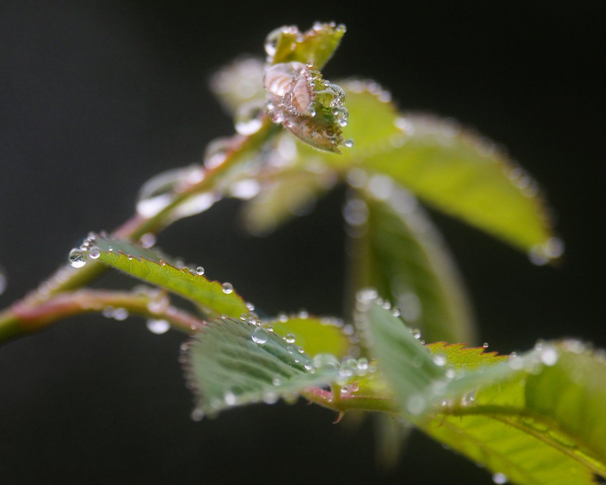 Neil_Ford's tweet photo. Spent 10 minutes watching this wee spidook building her web mong the drizzle and roses this morning. https://t.co/1UkUbotnzo