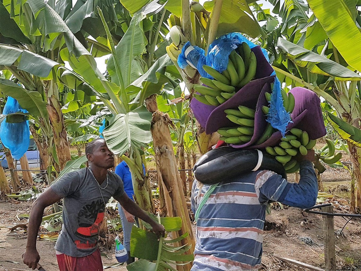 ika_ned's tweet photo. Extra nieuws editie IKA Ned: dit najaar: Suriname - https://t.co/372gT63rOs https://t.co/BfAHBhon1Y