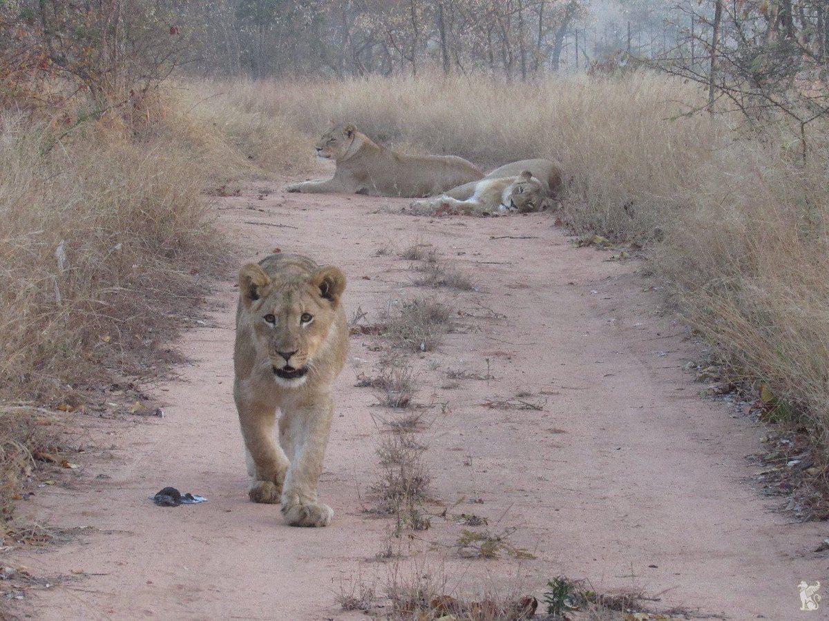 The #IngwavumaDiaries: our not-so-little-Prince is getting braver and braver with each day. He is now confident enough to go on mini 'patrols' without Mom or Aunty around... #lioncub #WhiteLions #nocubpetting #wild