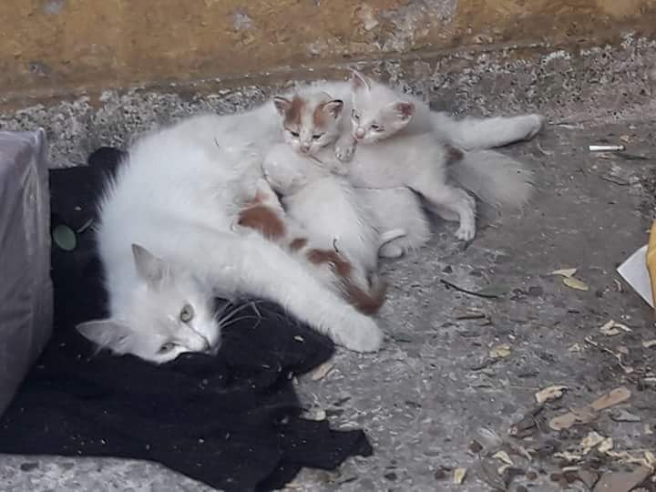 masum_gozler's tweet image. BEBEKLERIYLE SOKAK ORTASINA TERKEDILEN ANNE VE YAVRULAR İÇİN 1 AY GEÇİCİ YUVA ARANIYOR 
ISTANBUL/ BAHCELIEVLER 
İLETİŞİM :0532 428 17 42 /Mucize Patiler hayvanları koruma ve yaşatma derneği