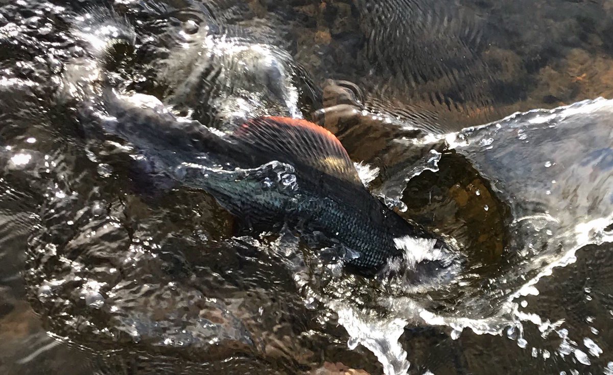 #perhokalastus #flugfiske #flyfishing #könkämäeno #käsivarsi #lapland #harjus #harr #grayling