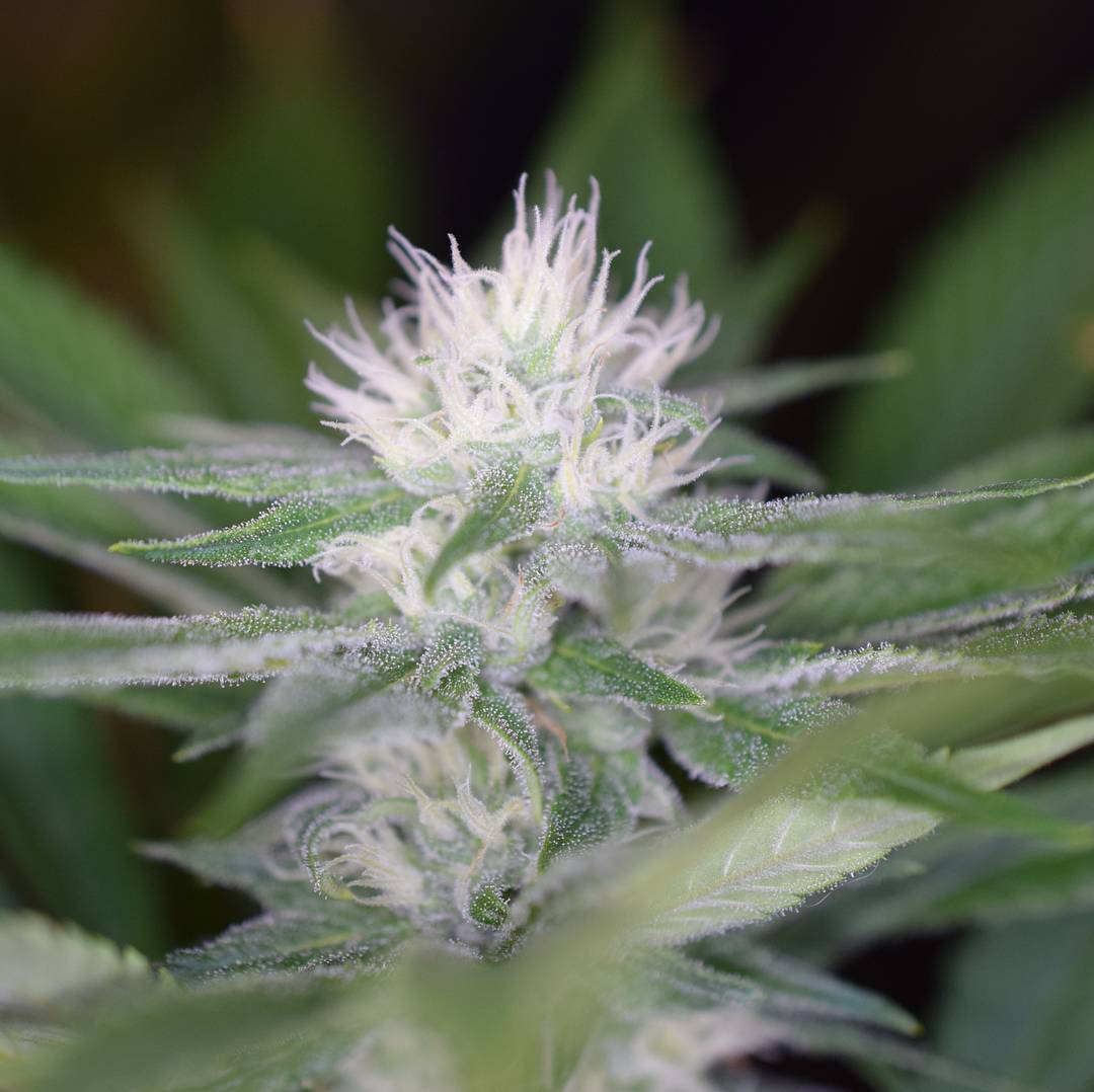 spliffseeds's tweet photo. Day 22 of flower for this beautiful #purpleberrykush from #spliffseeds and she's stacking and packing on the sparkle. 👀😍😎 #hydroponics #dwc #led #ledlights #workingwithoutanet #growingcannabis #currentculture #spliffseeds https://t.co/LHCJ6yio7Q https://t.co/BdqVsIhsPv