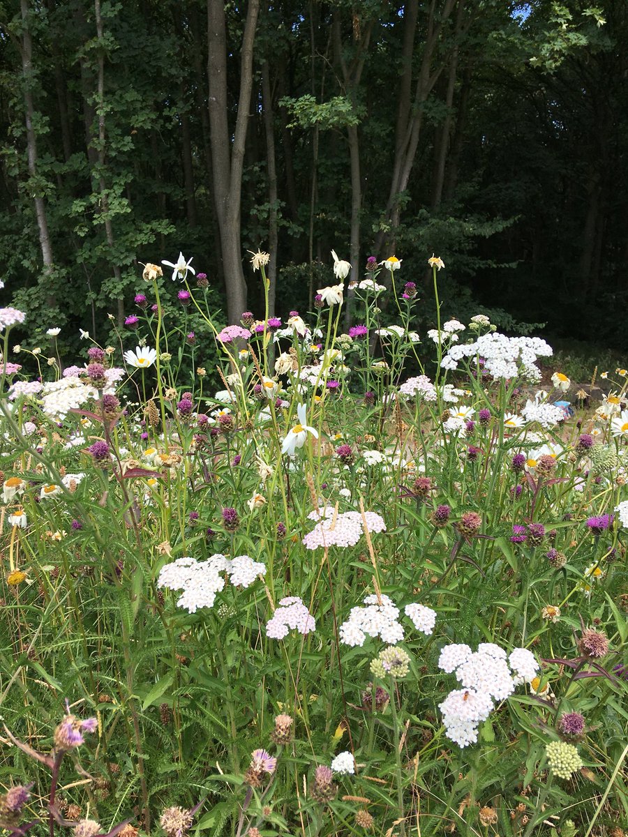 BombusJones's tweet photo. Grassland with wildflowers for #PoMS #FITcount #Beesneeds2018 #UrbanBuzz @LeedsParks at Breary Marsh 🦋🐝🐞 https://t.co/kwzHZdEjgD